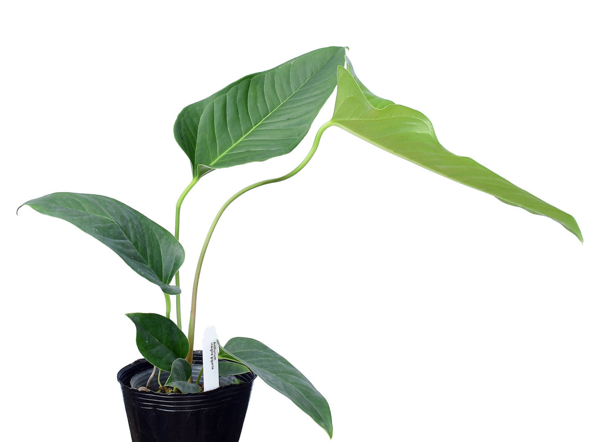 Anthurium insigne Gigante