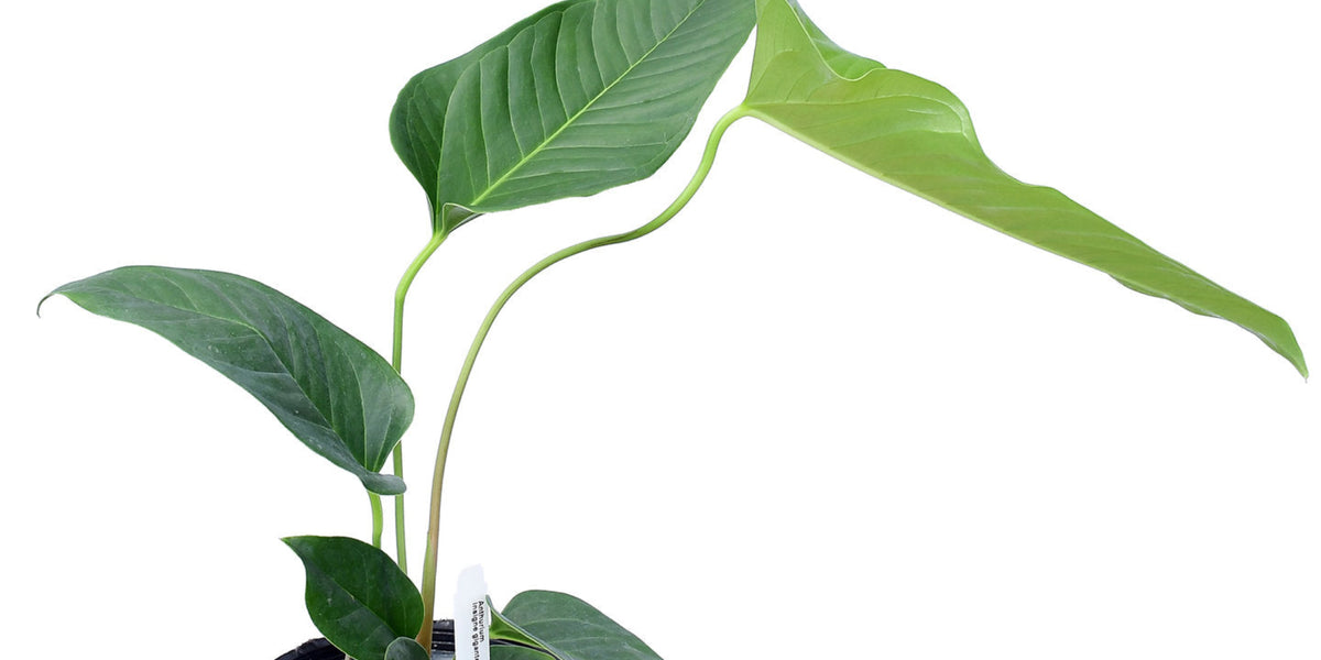 Anthurium insigne Gigante