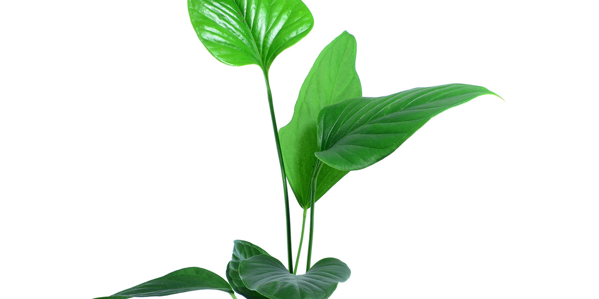 anthurium lanceolatum Anthurium lancea — Ecuagenera USA Corp