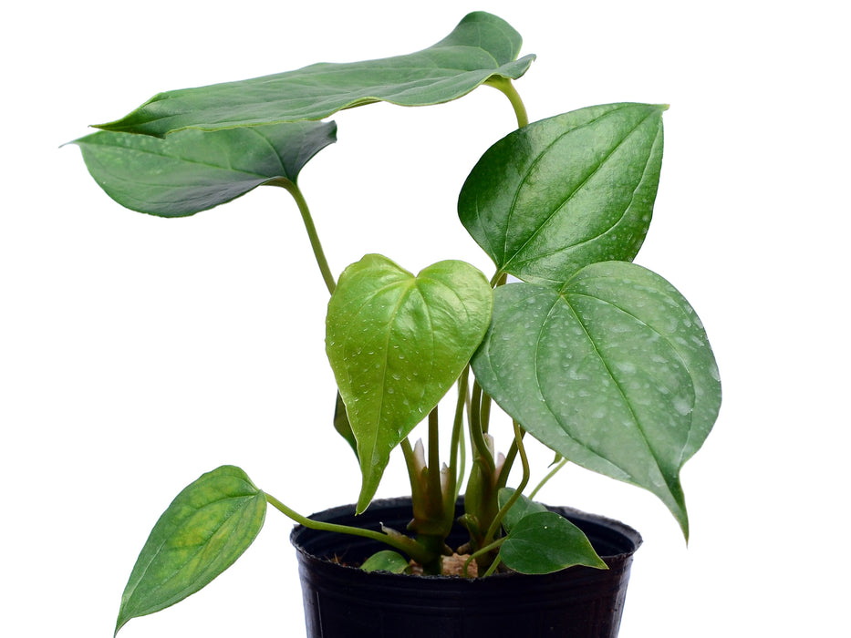 Anthurium longistrorsum (seedling)