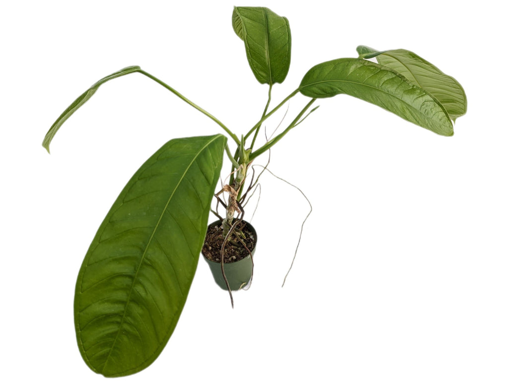 anthurium lutheri Anthurium lutheri cf