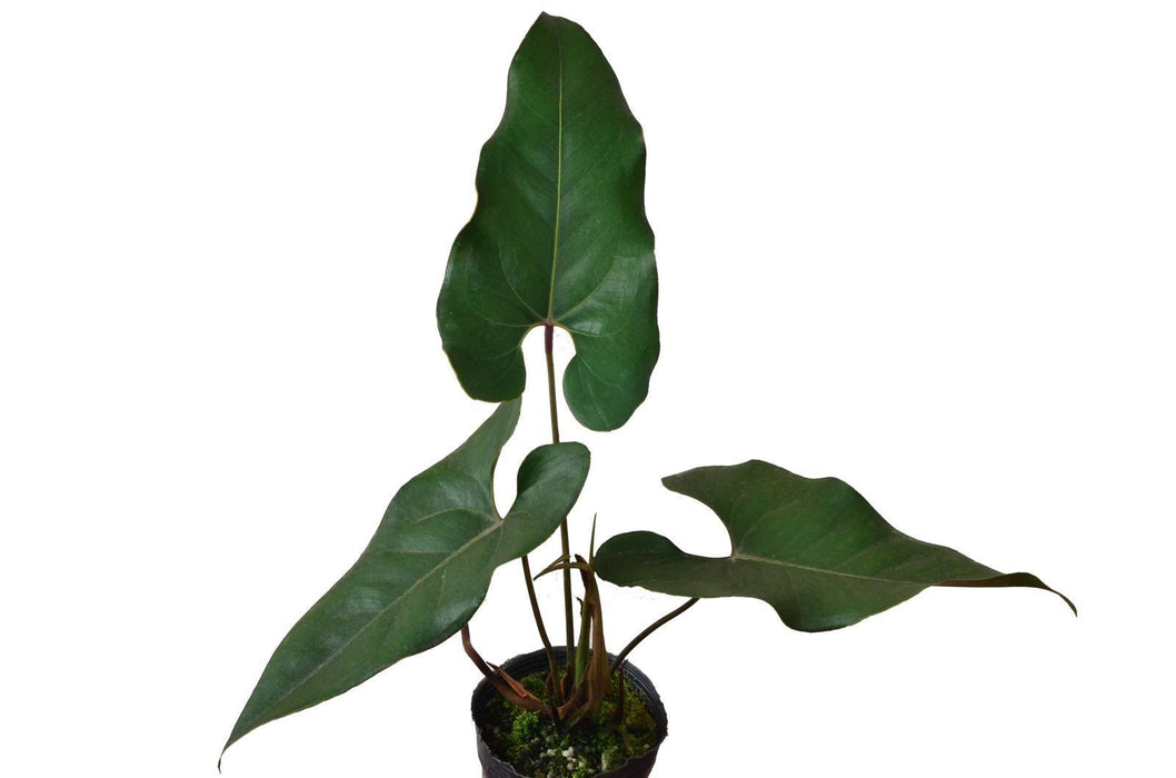 Anthurium macdanielii