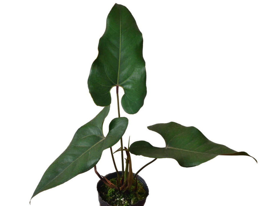 anthurium macdanielii Anthurium macdanielii