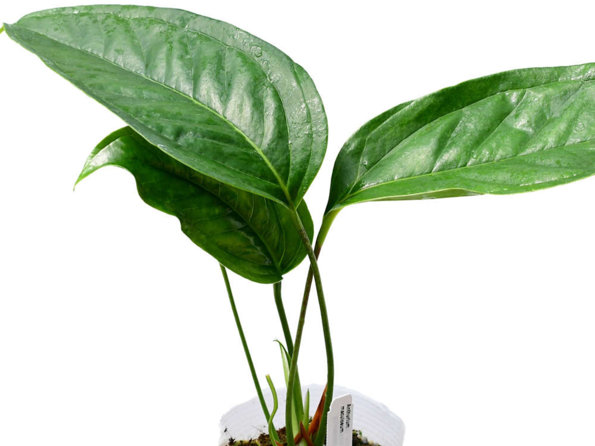 anthurium monstera Anthurium maculosum