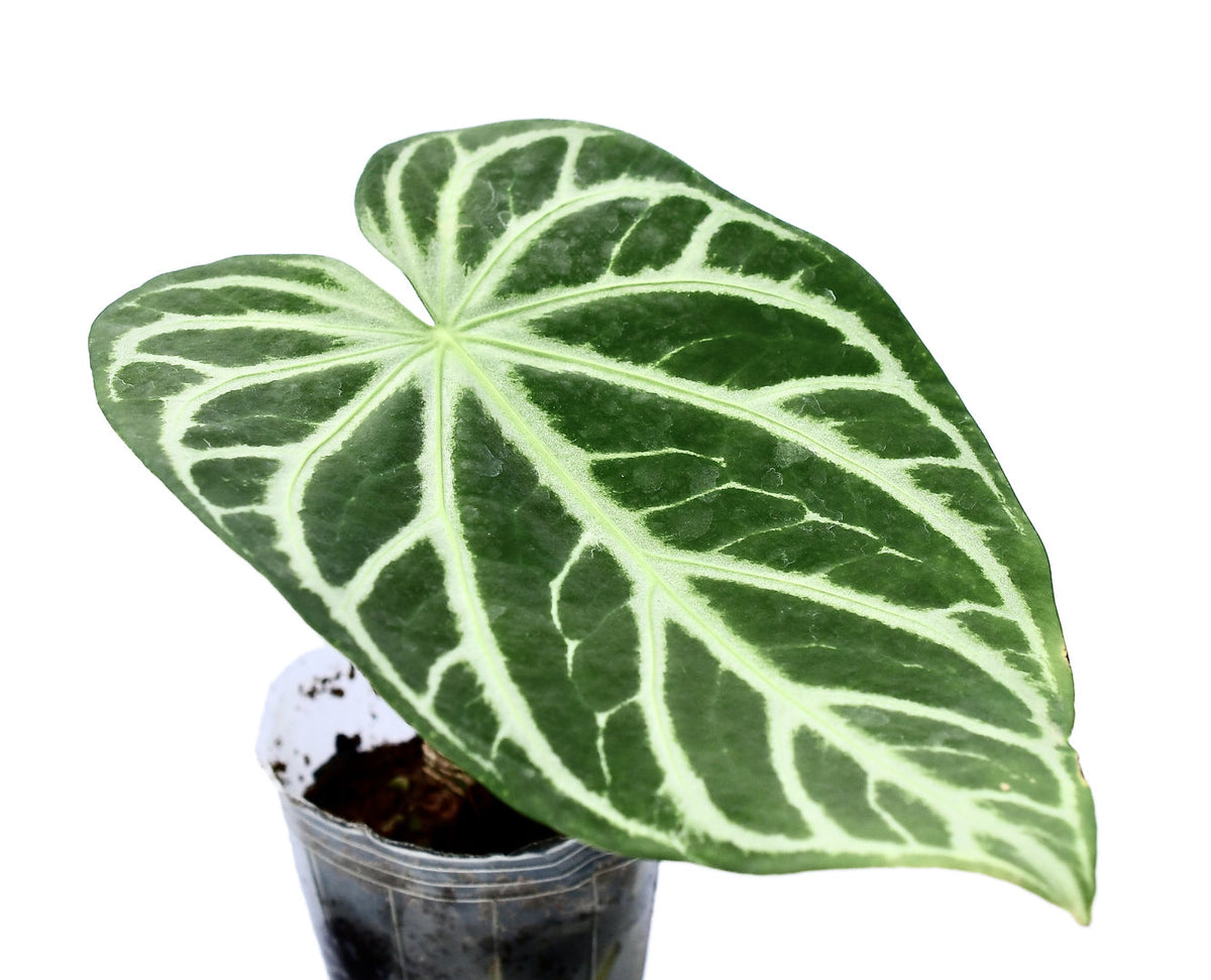Anthurium magnificum Silver — Ecuagenera USA Corp