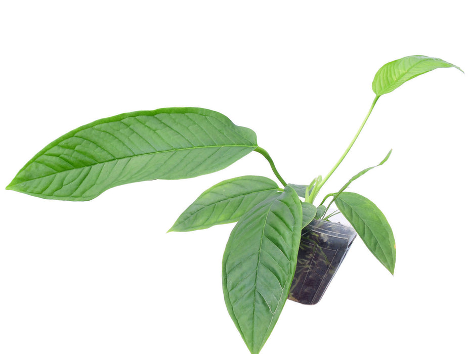 Anthurium misturatum