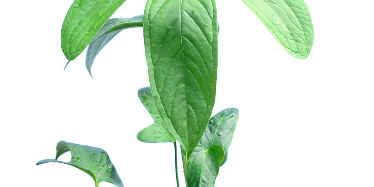 Anthurium moronense Seedling - Young Broad Ovate Aroid