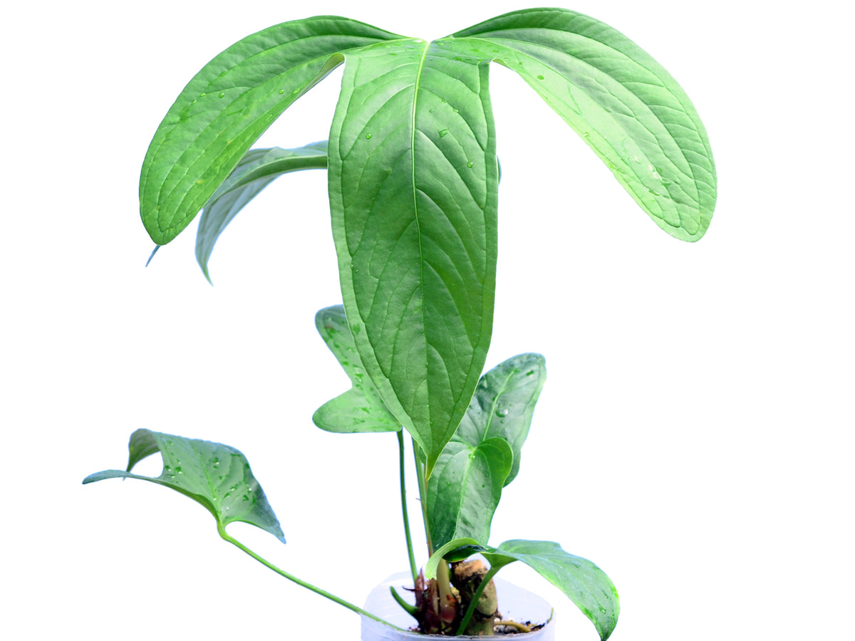 anthurium moronense Anthurium moronense Seedling - Young Broad Ovate Aroid