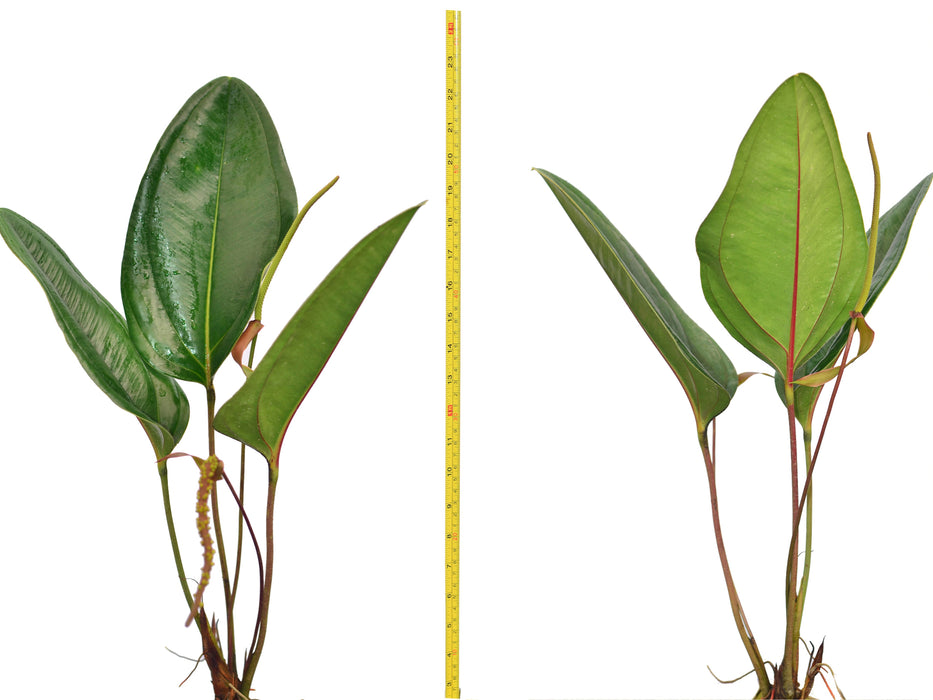 anthurium ensifolium Anthurium ovatifolium — Ecuagenera USA Corp