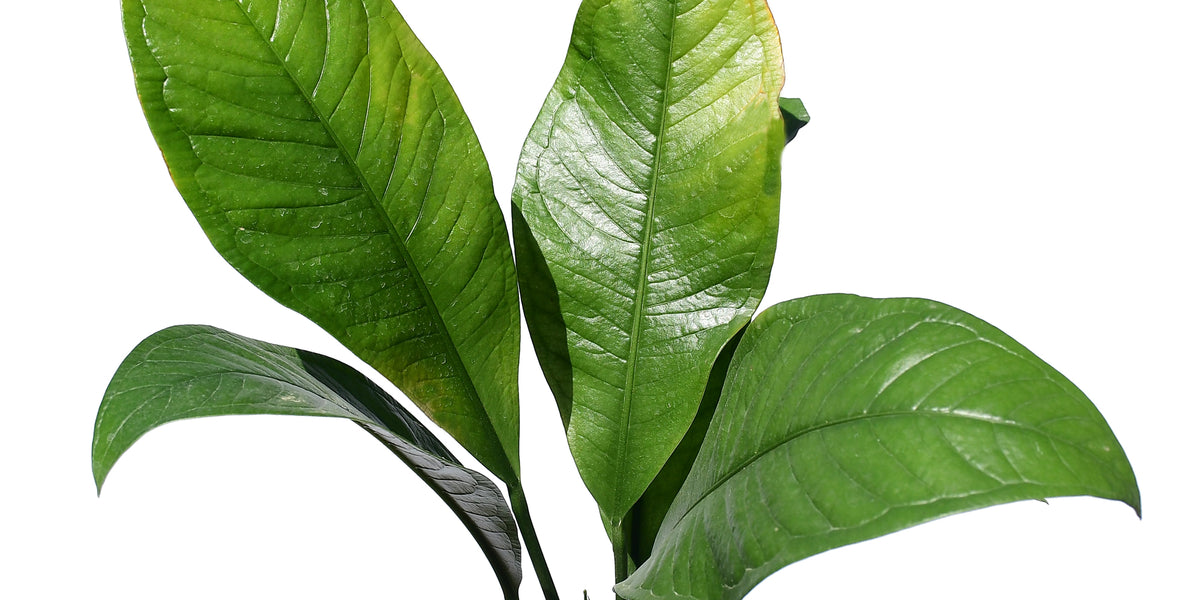 Anthurium oxycarpum — Ecuagenera USA Corp