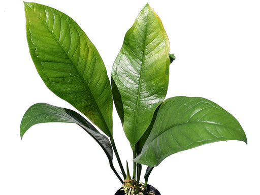 anthurium oxycarpum giganteum Anthurium oxycarpum — Ecuagenera USA Corp