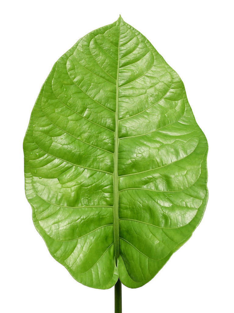 Anthurium oxycarpum giganteum