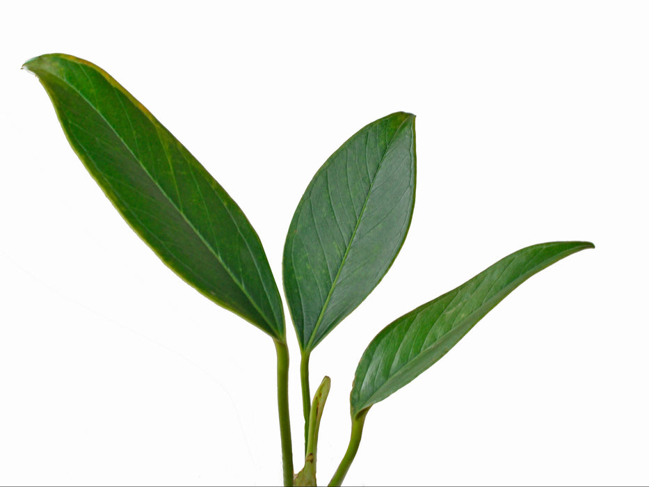 Anthurium oxycarpum type