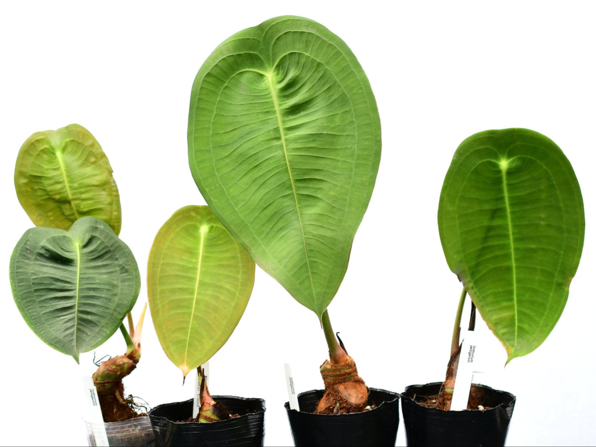 Anthurium peltigerum - Broad Ovate Architectural Aroid | Ecuagenera USA   Ecuagenera USA Corp