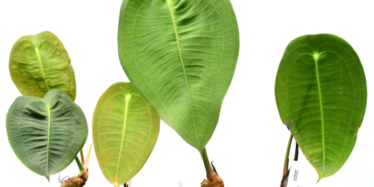 Anthurium_peltigerum_group_120