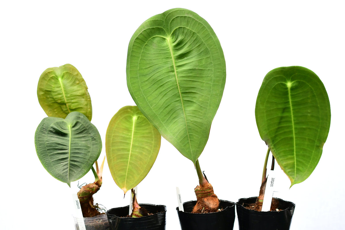 Anthurium Peltigerum selling Narrow 4” on moss (USA seller, Florida)