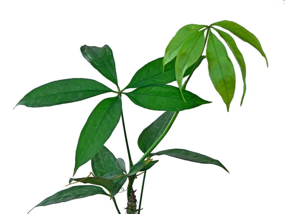 Anthurium polyschistum 1