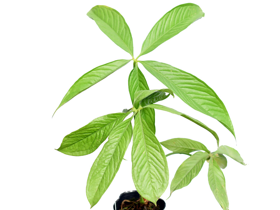 anthurium clavigerum for sale Anthurium pseudoclavigerum — Ecuagenera USA Corp