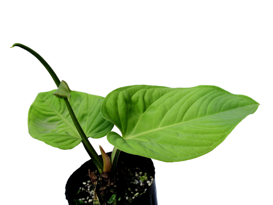 Anthurium pulcachense アンスリウム　プルカチェンセ　52 Anthurium pulcachense — Ecuagenera California