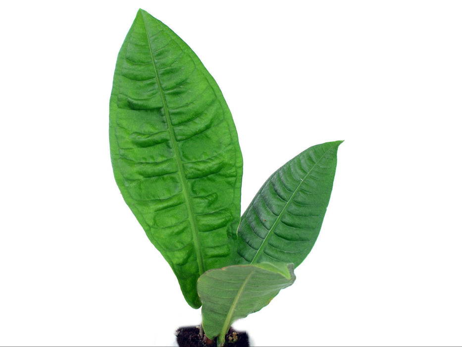 anthurium reflexinervium Anthurium reflexinervium (seedling)