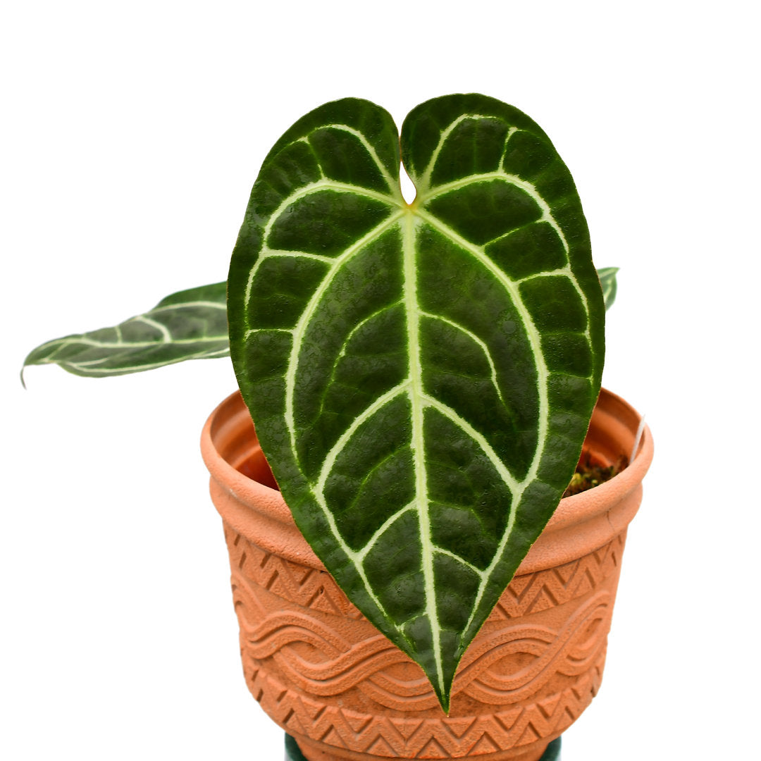 anthurium regale ecuagenera Anthurium Tingo Maria 'Inverse crossing'