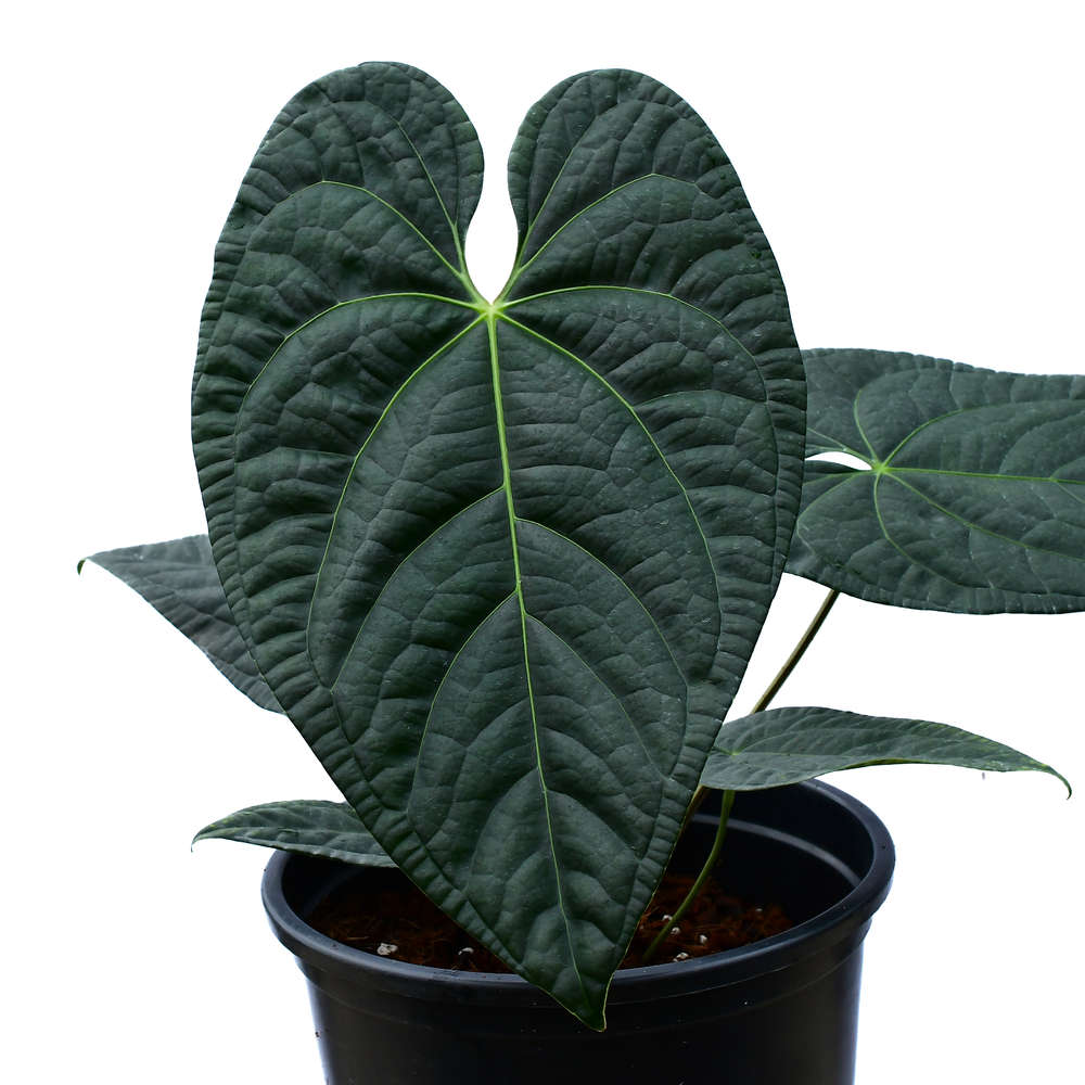 Anthurium Black Diamond