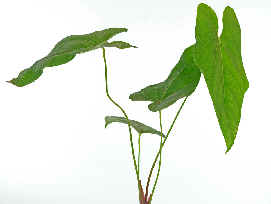 anthurium rotundatum Anth. rotundistigmatum