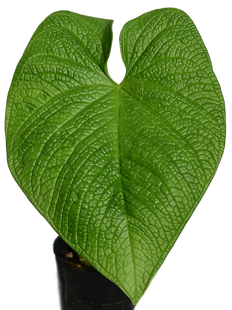 Anthurium rugulosum 【公式通販】