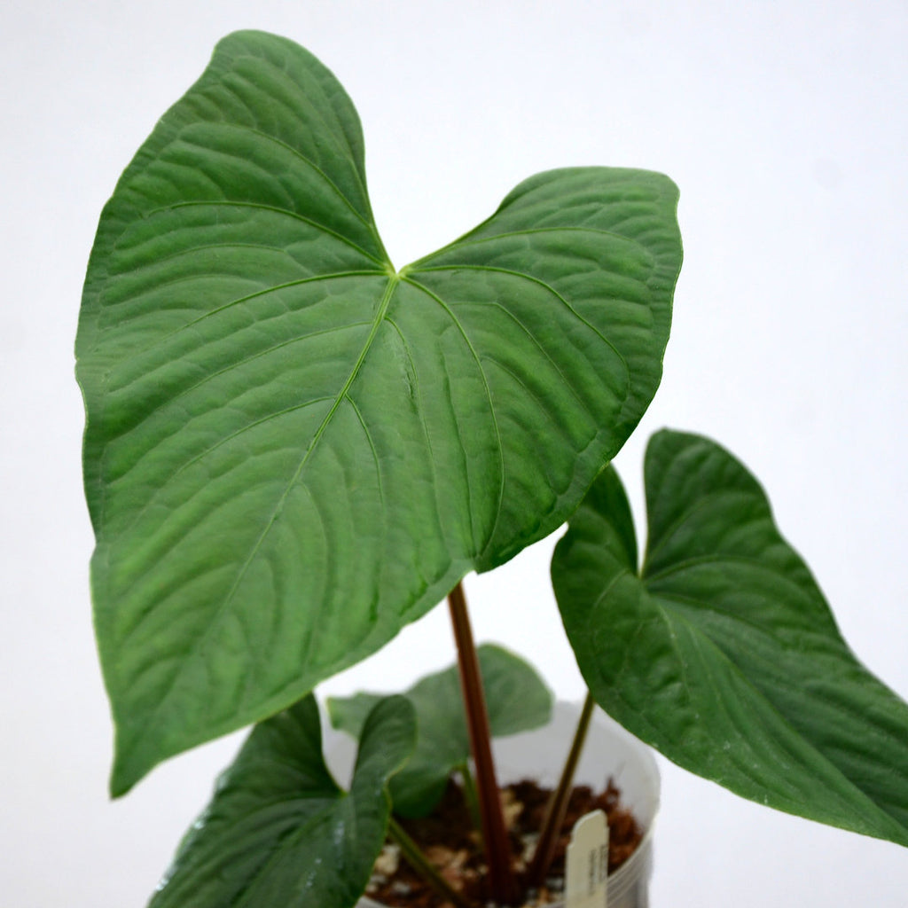 Anthurium sagittatum — Ecuagenera USA Corp