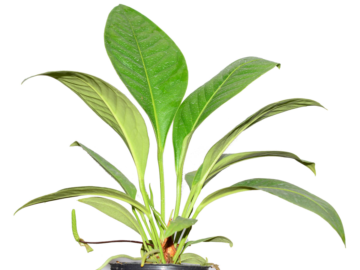 anthurium scolopendrium Anthurium scolopendrinum