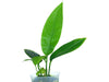 Anthurium scolopendrinum (seedling)