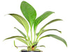 Anthurium scolopendrinum