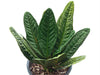 Anthurium superbum