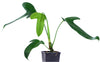 Anthurium truncicola