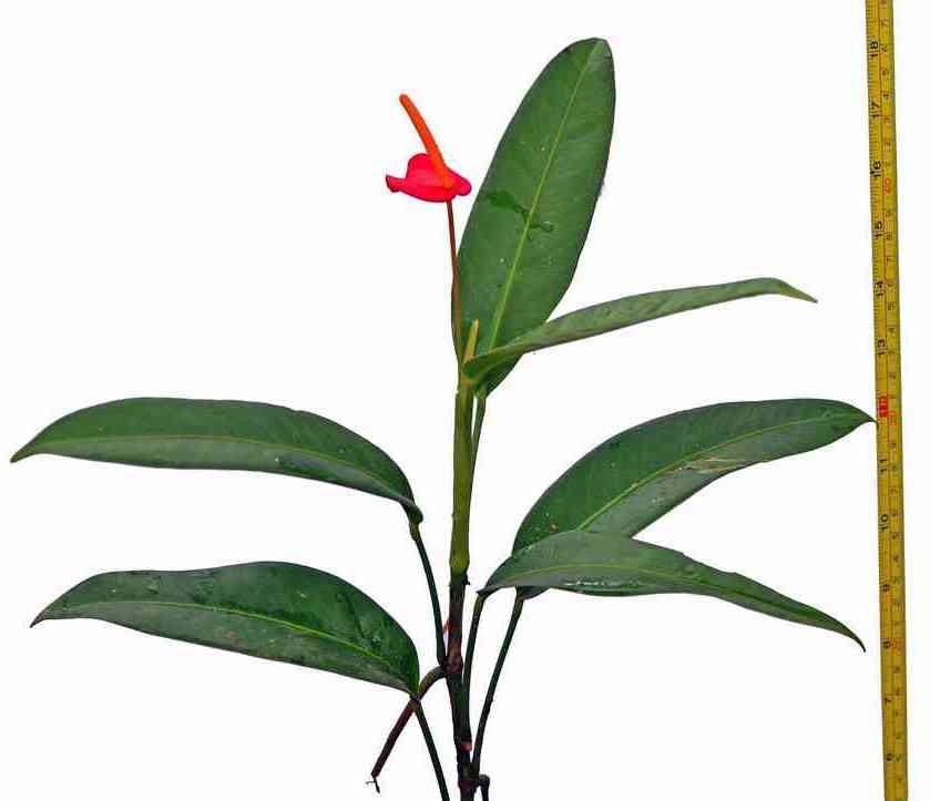 anthurium vanderknaapii Anthurium vanderknaapii