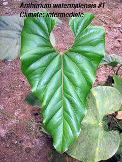 Anthurium watermaliense 1