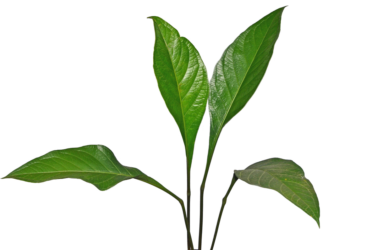 anthurium acuale Anthurium acaule (seedling)