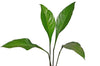 Anthurium acaule (seedling)