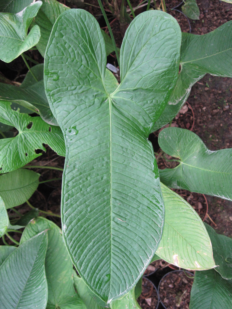 Anthurium argyrostachyum 1