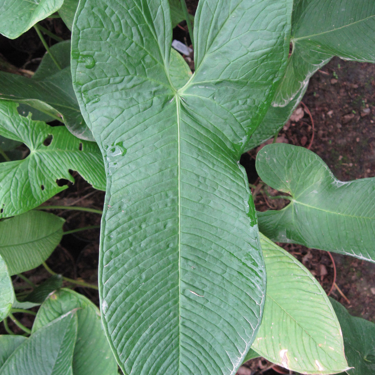 Anthurium argyrostachyum 1 — Ecuagenera USA Corp