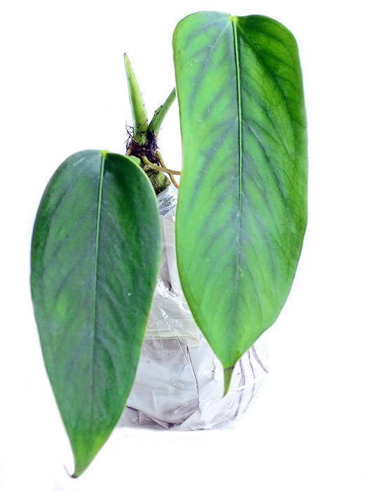 Anthurium bomboisence - seedling