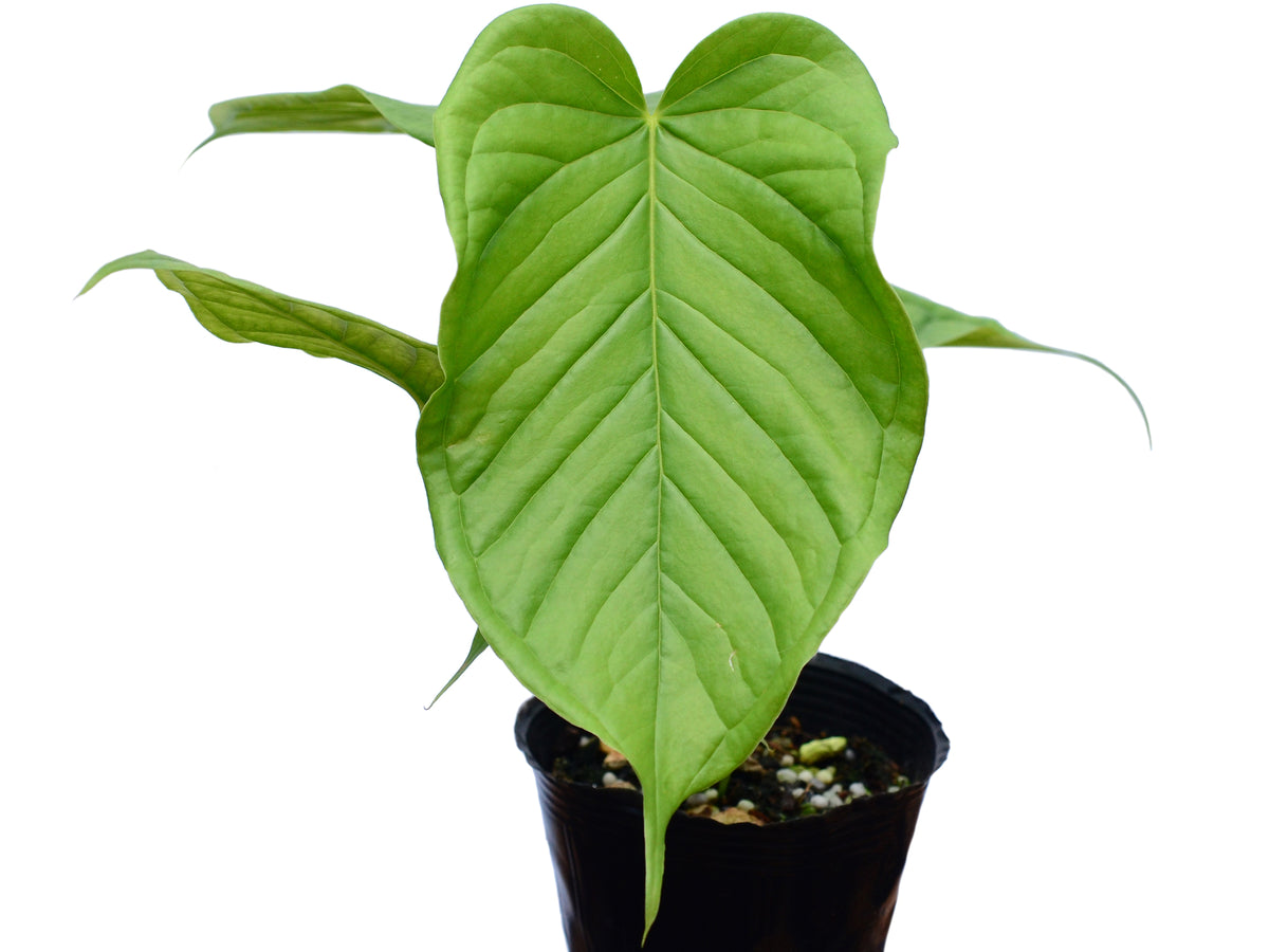 anthurium cuspidatum Anthurium cuspidatum