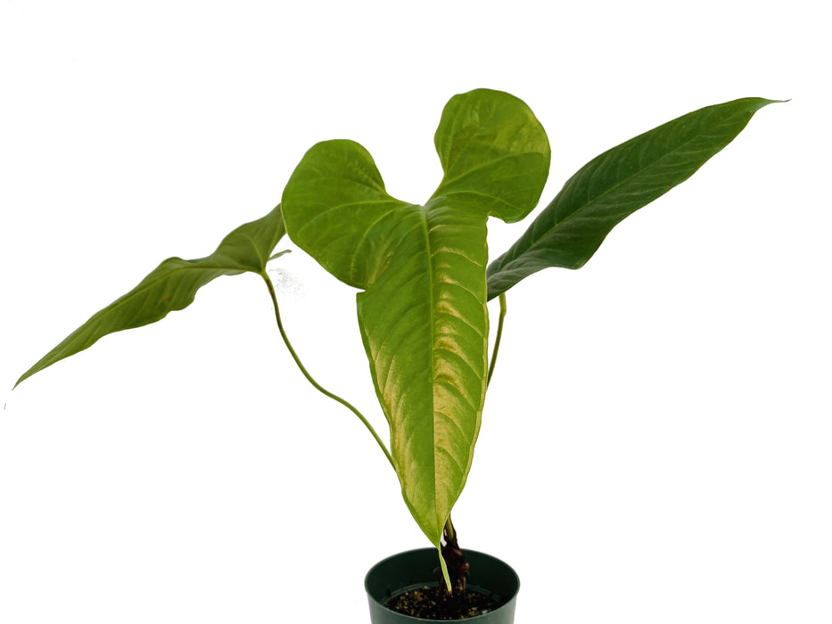 Anthurium effusilobum - seedling