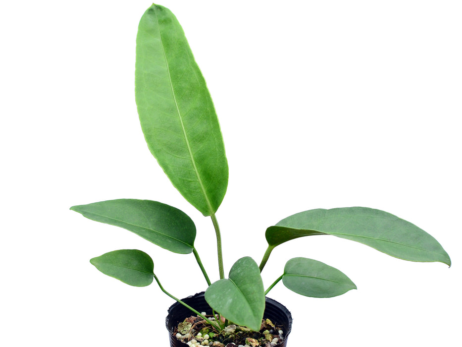 Anthurium fasciale seedlings