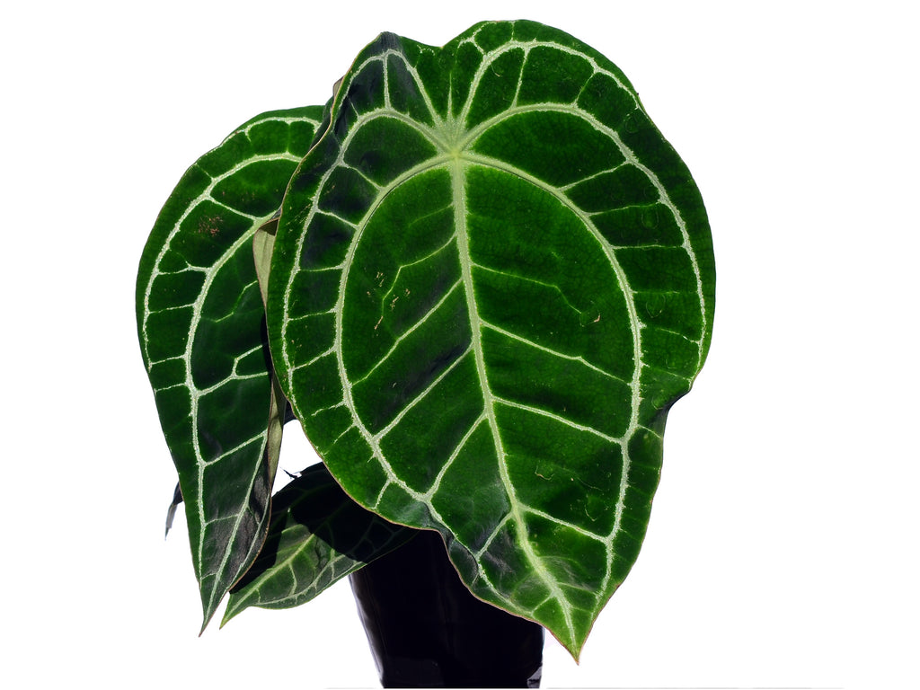 Anthurium Silver Streak — Ecuagenera USA Corp
