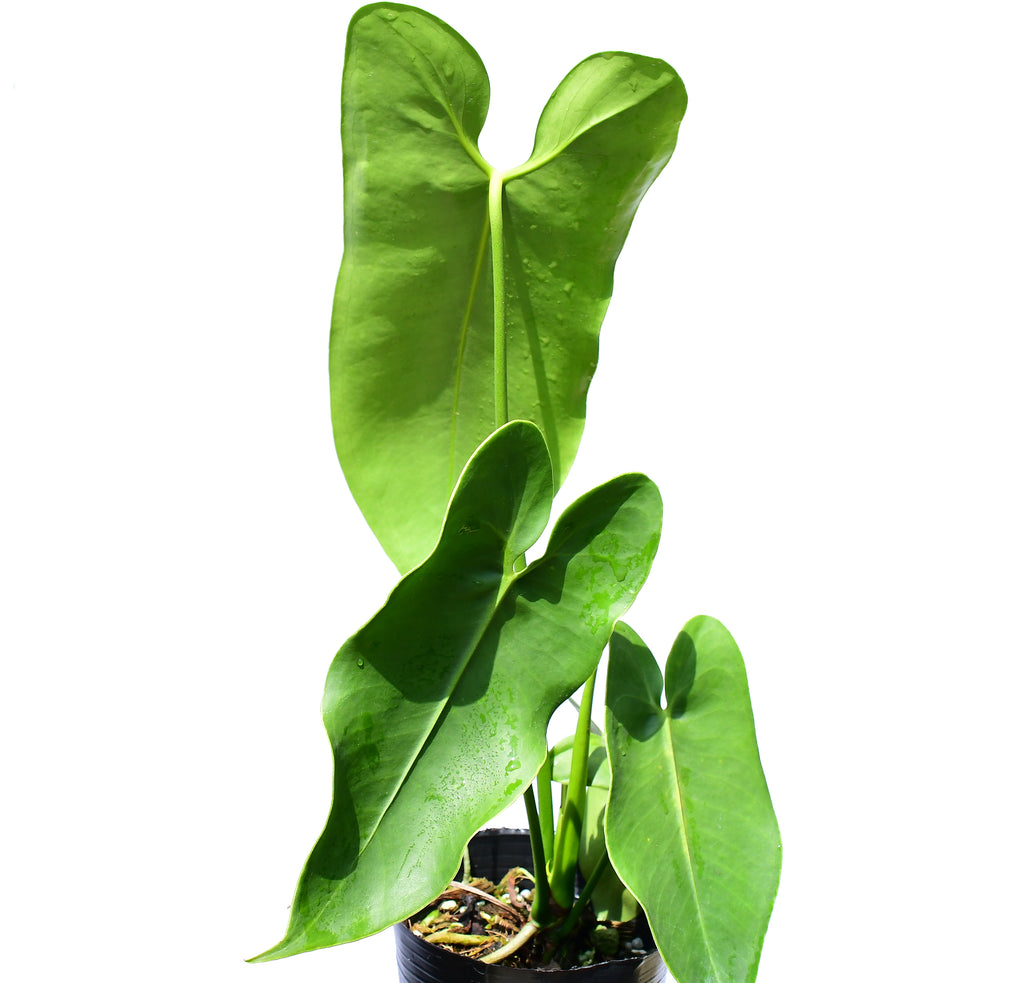 Anthurium longissimilobum 'Guayzimi' — Ecuagenera USA Corp