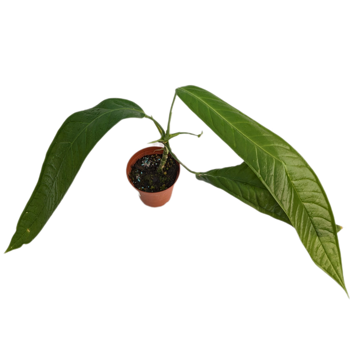 Anthurium lutheri aff