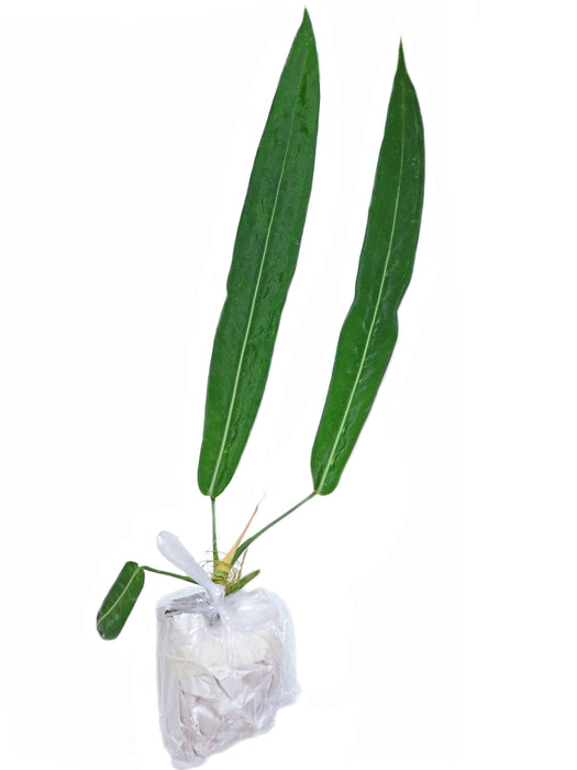 Anthurium pallidiflorum seedling