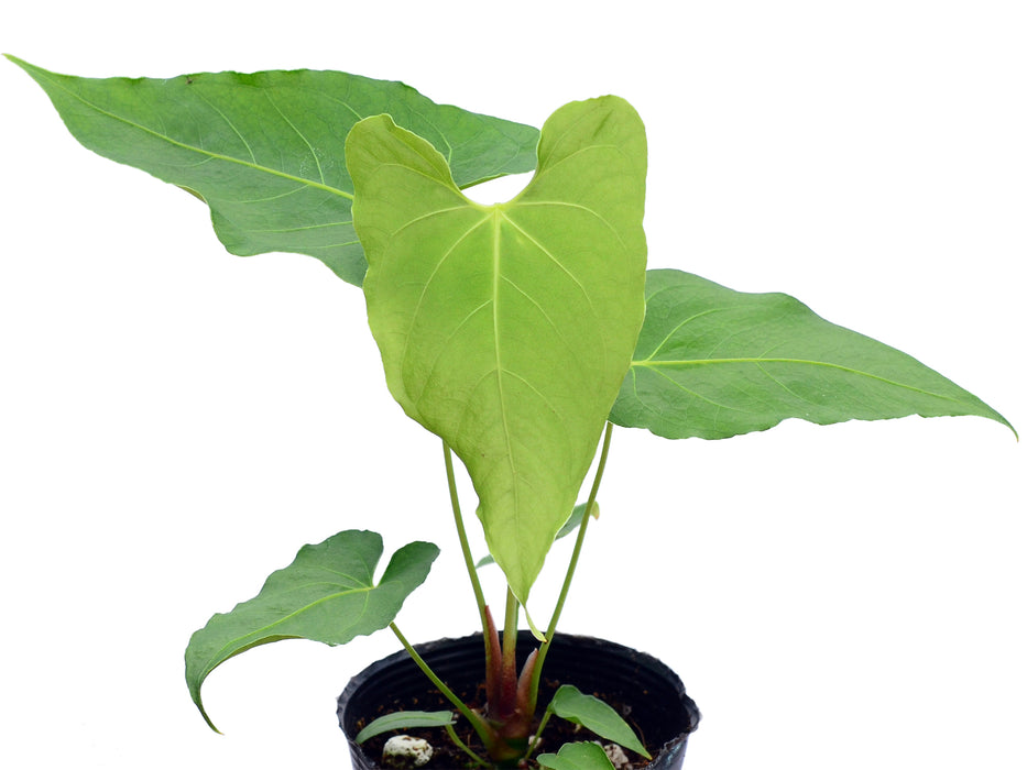 Anthurium rotundistigmatum (seedling)