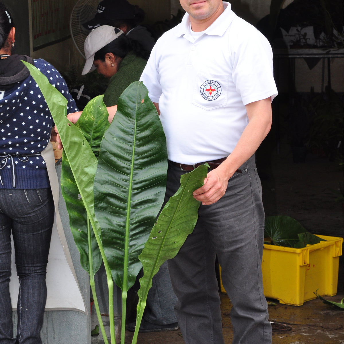 anthurium scabrinerve Anthurium scolopendrinum 2 — Ecuagenera USA Corp